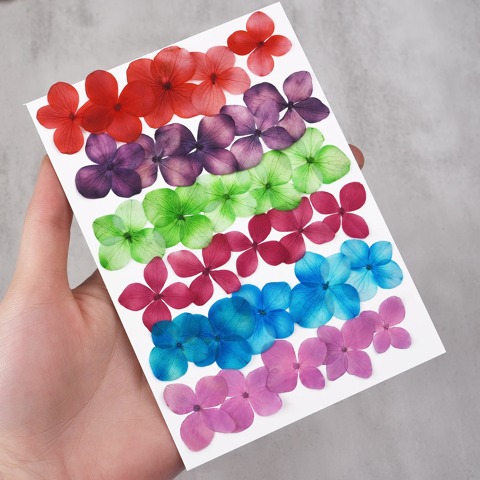 PATIKIL Fiore Pressato Essiccato, 60pz Per Creazioni In Resina Fai Da Te Unghie Artigianali Scrapbooking Gioielli Decorativi Floreali Candele - Foto 10