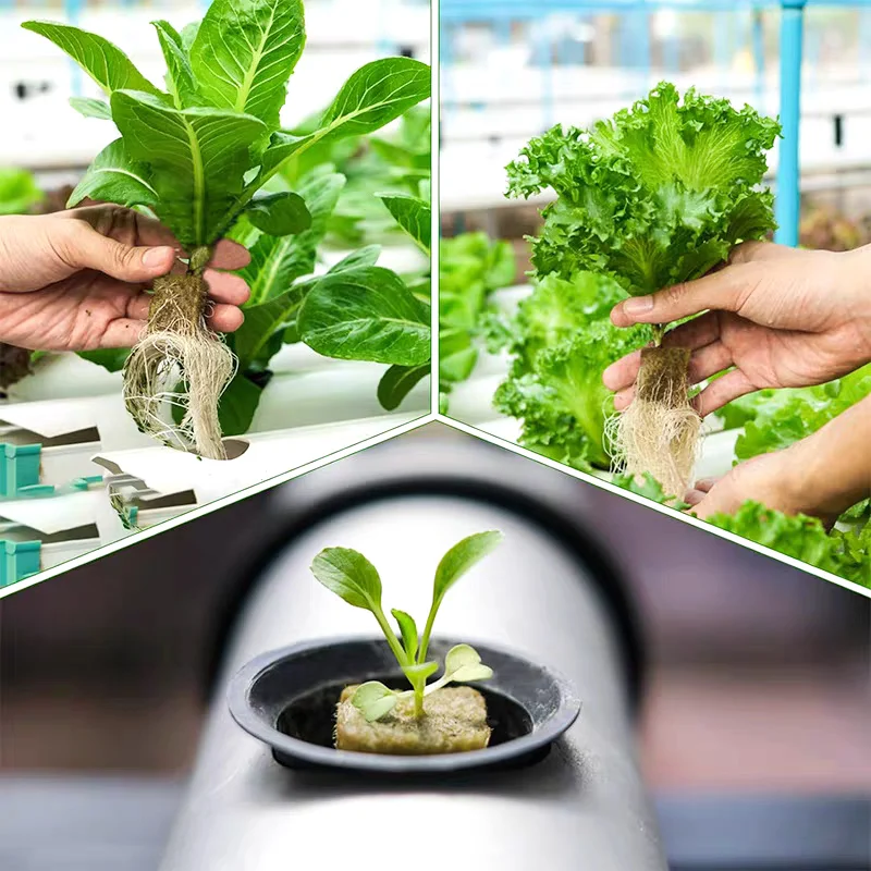 Rock Wool Starter Plugs Rock Wool Grow Cubes Seed Starters Planting Cubes Hydroponics Cuttings Garden Plant Propagation Grow Hydroponic Grow Media Cubes Seed Starter Plugs Soilless Planting Substrate