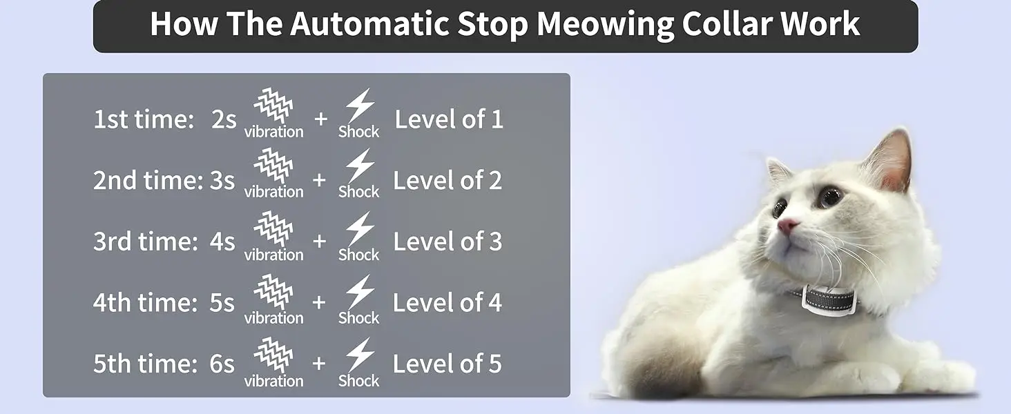 cat training device