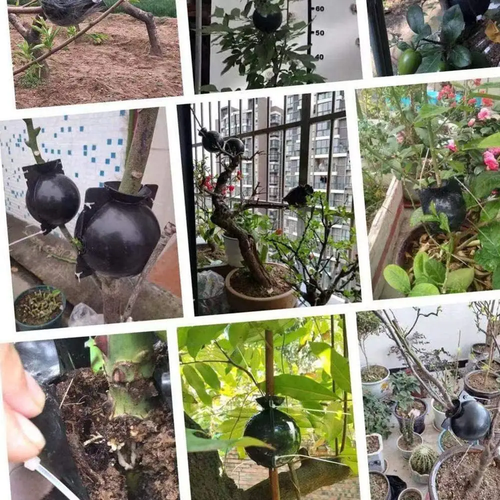 5cm Plant Tree Rooting Ball Root Box High-pressure Plastic Case Transparent Flower Grafting Rooter Growing Breeding