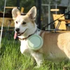 2pcs Collapsible Pet Silicone Dog Food Water Bowl Outdoor Camping Travel Portable Folding Supplies Dishes with Carabiner 5