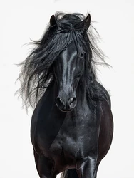 Elegant Black and White Running Horses Canvas Wall Art - 40X60cm Unframed (DM59 - 5)