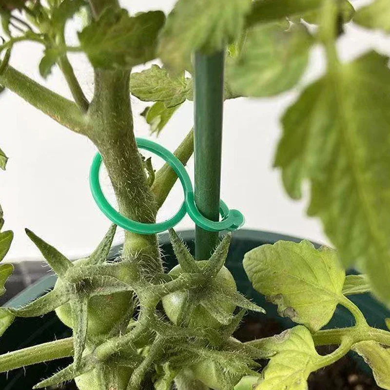 Kit 200 Clip E 50 Fascette Per Piante Rampicanti – Legatura Per Pomodori, Uva E Cetrioli, Riutilizzabile