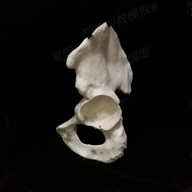 Modello Scheletro Di Cane In PVC 1:1 Grandezza Naturale - Per Veterinaria E Studio Anatomico