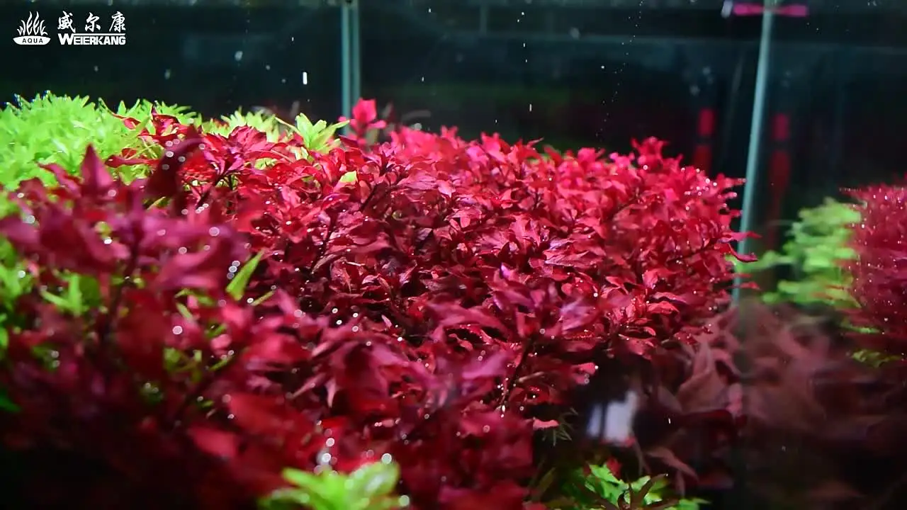 WEEK AQUA P600 Pro アクアリウムLED Amazon.com: Week Aqua P Series Aquarium Plant Growth Light