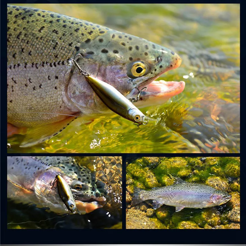 Spotted Sea Speckled Trout Rod Rainbow Trout Best Speckled