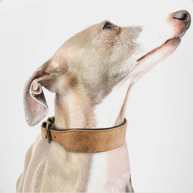Collar de cuero duradero para perros medianos y grandes, Doberman, Galgo,  accesorios para perros que caminan, suministros para perros - AliExpress