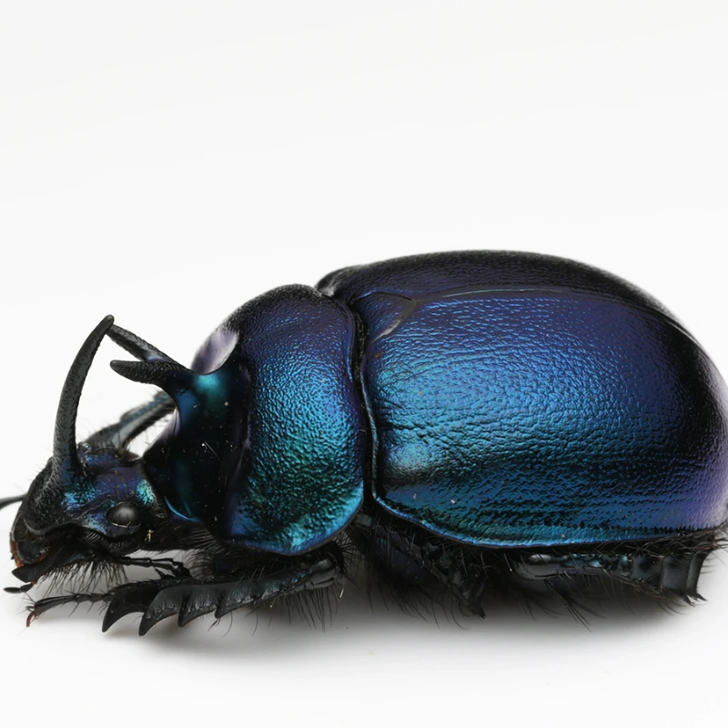 Real Dung Beetle Specimens of Dung Beetle Golden Turtle Specimens Home Decor Sculpture Modern Art Sculpture 2