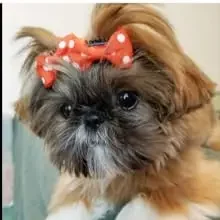 puppy 