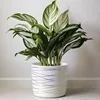 9 Inch Ceramic Plant Pot - Matte White with Gold Stripes - Drainage Plug Included 1