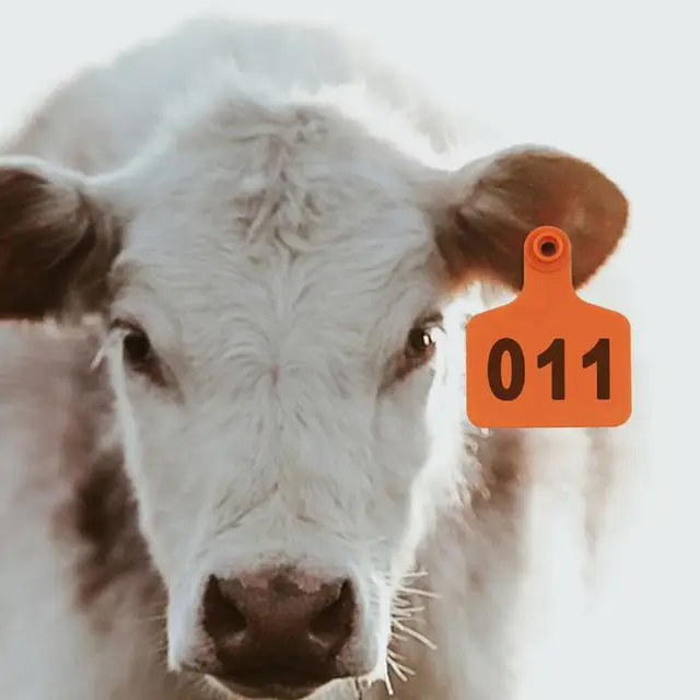 Cow Tags Sheep Ear Tags 1-100 Bold Font Mark Label Livestock Identification Card Animal Tracking Tool For Farm 3