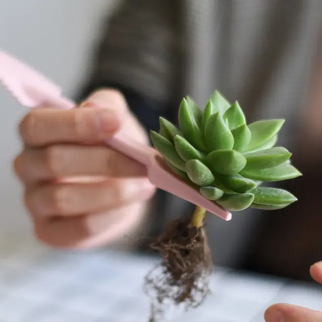 Zamatos Növényi Ültetési Eszközök Kombinációja Kombinált Virágnövelés Mini Kertészet - Image 6