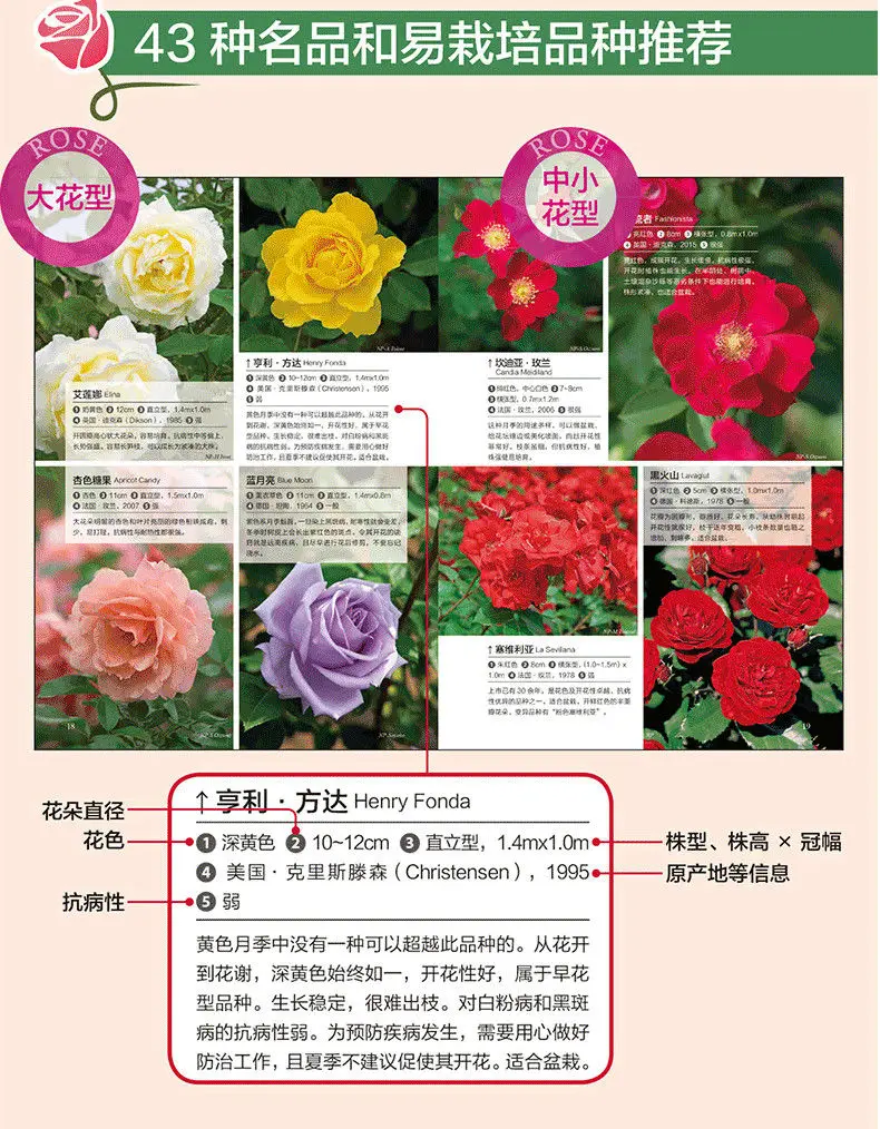 Bush Rose Rose Cultivation Notes in December Rose Planting Techniques  Flower Tips Gardening Books Libros Art| | - AliExpress