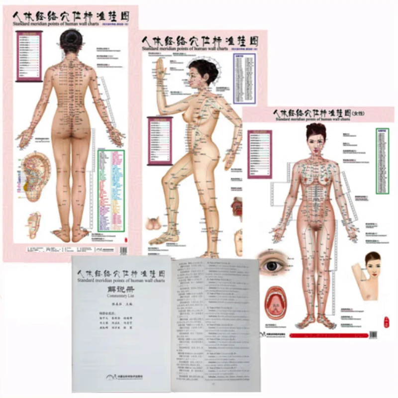 HD Bilingual Female Standard Meridian Points of Human Wall Charts 3X (Front Side Back) Chinese and English for Self Care
