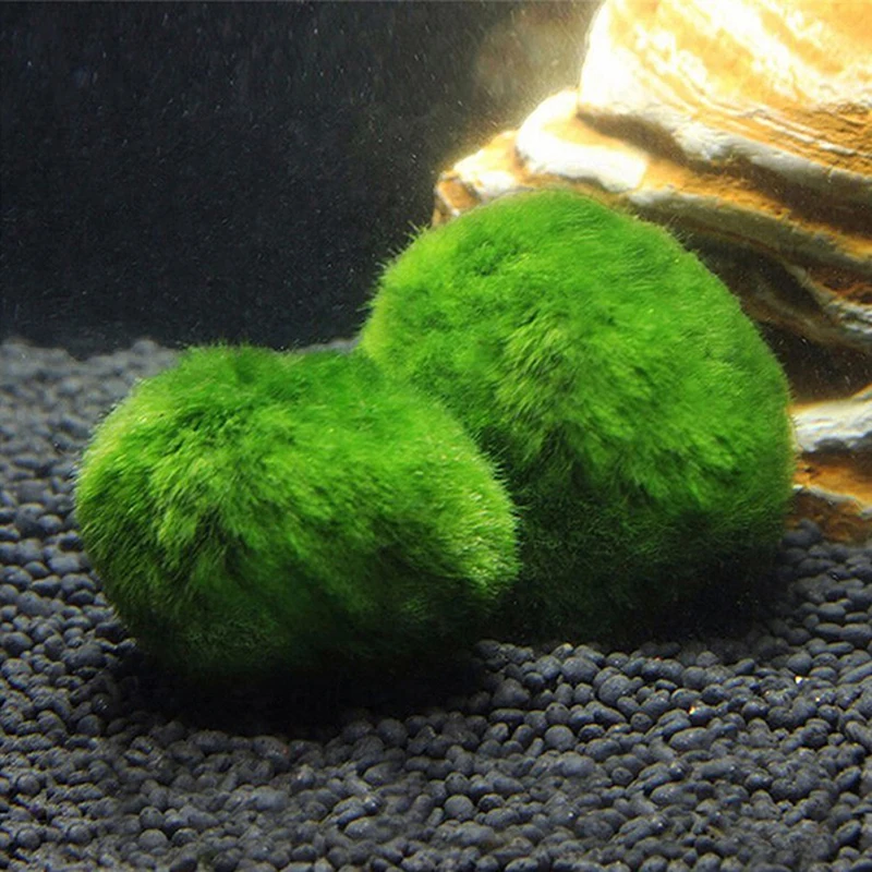 2-3Cm Marimo Moss Balls Live Aquarium Plant Alghe Pesce Gamberetti Serbatoio Ornamento Simulazione Palline Di Alghe Verdi Pianta Artificiale