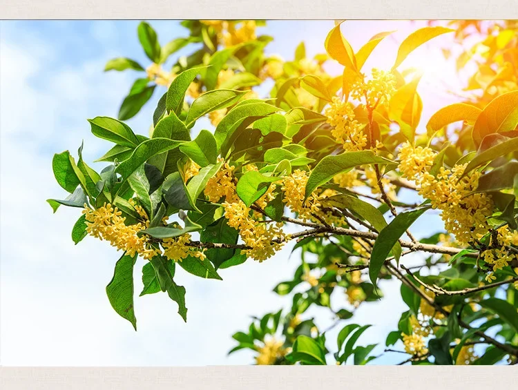 Body Whitening Soap Flower Soap Handmade Gold Foil Soap with Osmanthus Essential Oil Brightening Refreshing Formula for Oil Control Hydration Moisturization body whitening soap,flower soap