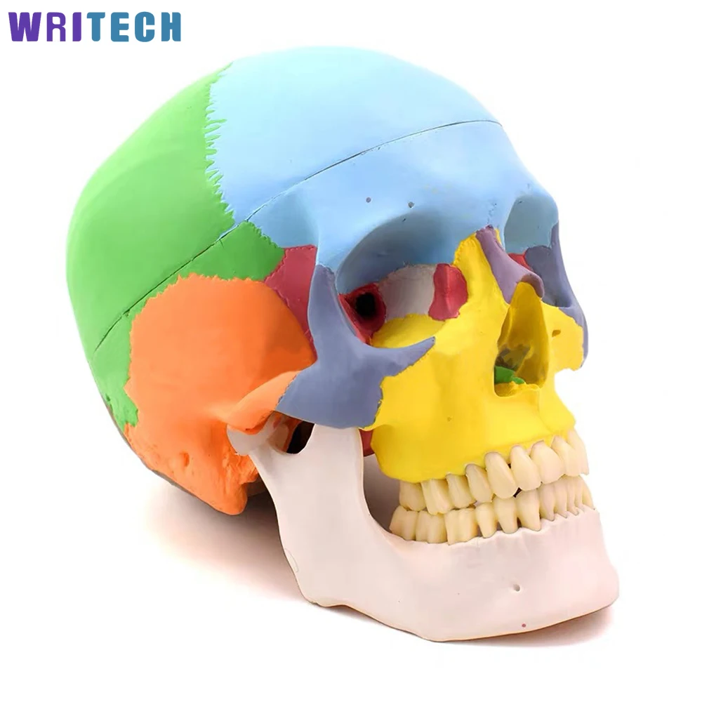 

Life Size Colorful Human Skull Model Skeleton Head Medical Studying Teaching Anatomy Anatomical Simulation Supplies Decorative