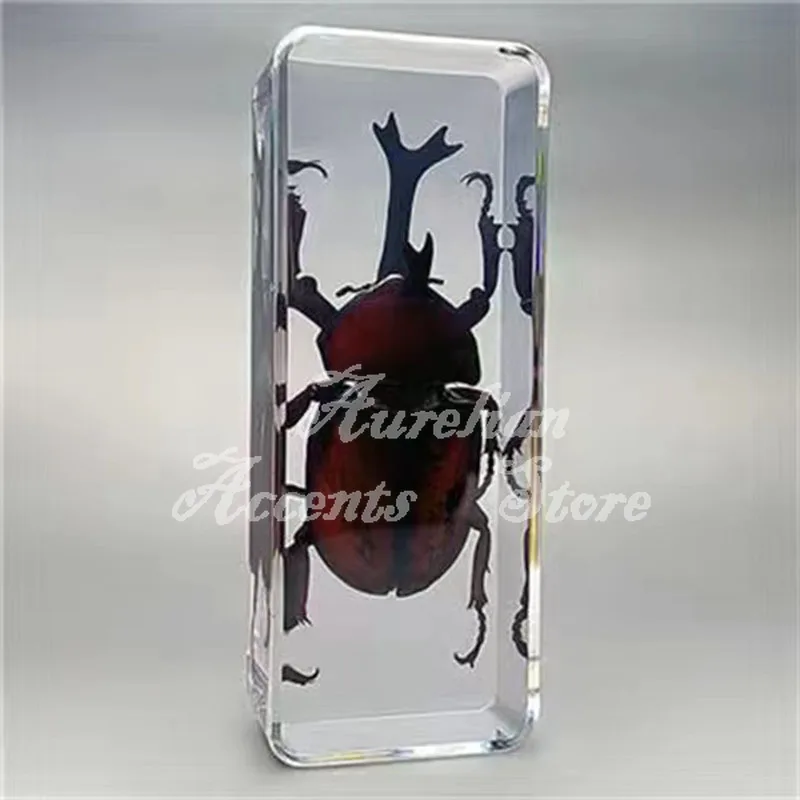 11CM Real Insect Specimen Bugs in Resin Collection Beetle in Resin Paperweights