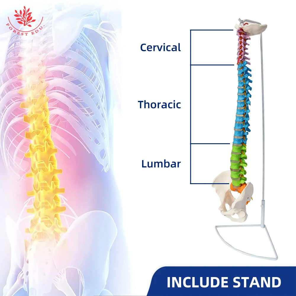 Anatomy Spine Model 85cm FRT016 Flexible Bendable with Holder Stand Colored Vertebrae Lumbar with Nerves Medical Science
