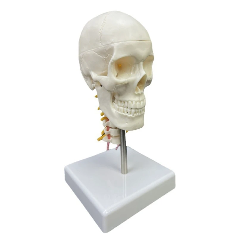 

Череп головы человека с анатомической моделью шейного позвонка для студентов-учителей