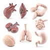 Human Torso Body Organ Miniature Anatomy Organs Model Education Montessori Toy Kiddie Boy Girl Collection Figurines 8PCS 1
