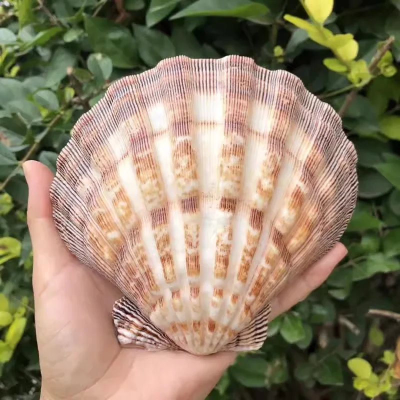 Natural Conch Lion Claw Shell for Fish Tank Decorations Aquarium Landscaping Mediterranean Style Ornaments