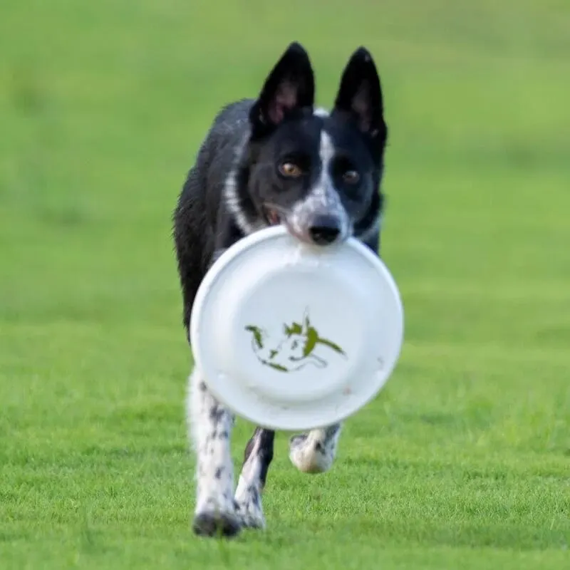 Store Home Products Anniversary Sale Feedback