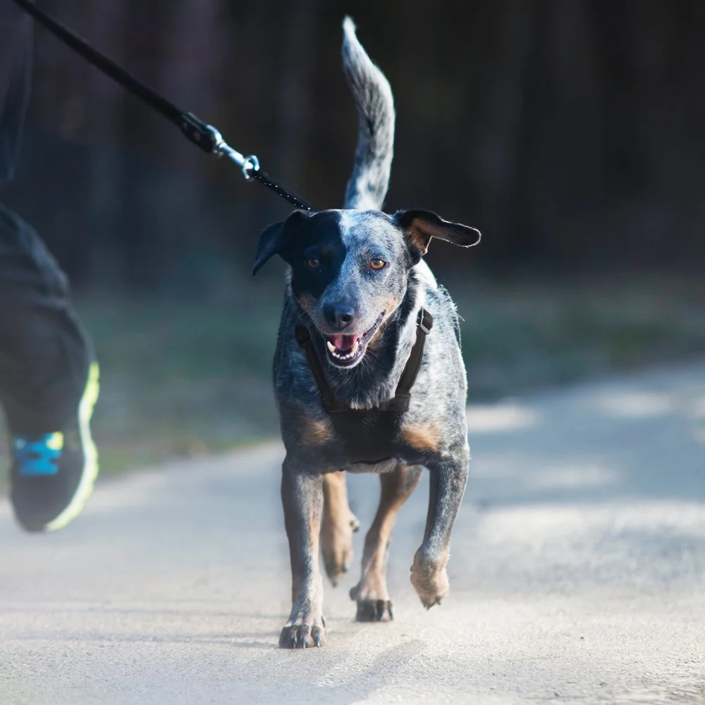 Non-Pulling Dog Harness with Storage Pouch – Adjustable Reflective Lightweight Mesh Step-In Design