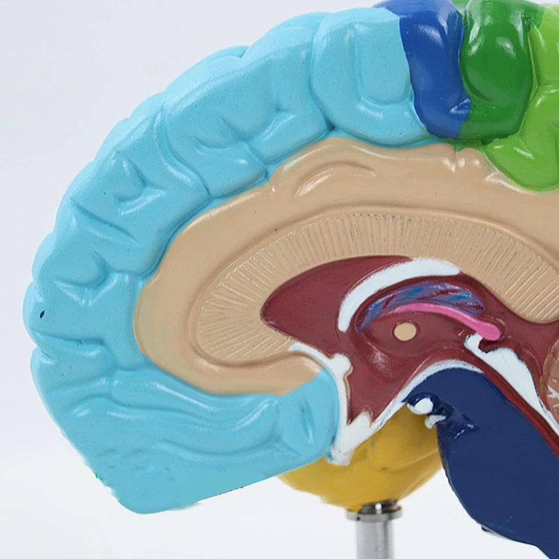 Right Brain Hemisphere Model 5