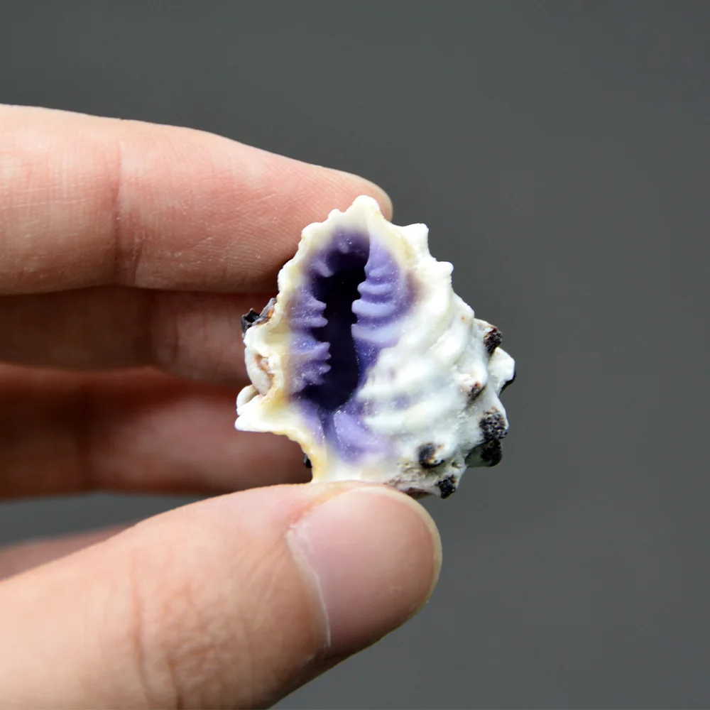 

Drupa Rubusidaeus Natural Conch Specimen Hermit Crab Replacement Shell Beach Decor Nautical Home Decor
