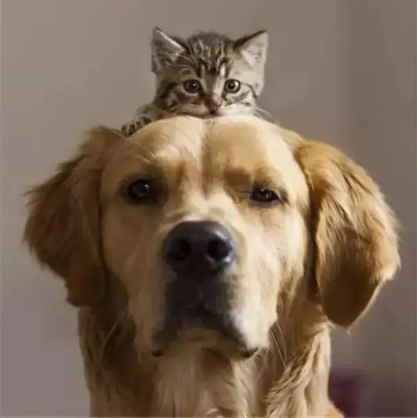 Furry World Pet Store Store