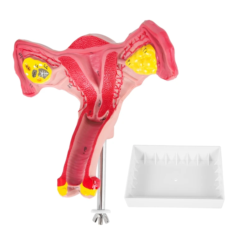 

1:1 Human Female Uterus Ovary Fallopian Tubes Model Anatomical Human Anatomy Model Teaching Tools