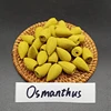 Osmanthus