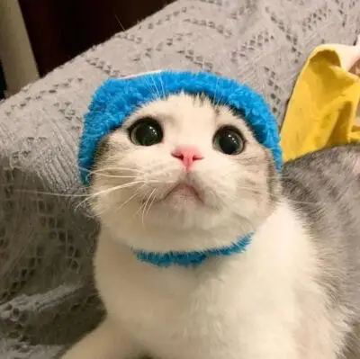 Pet Fashion Store
