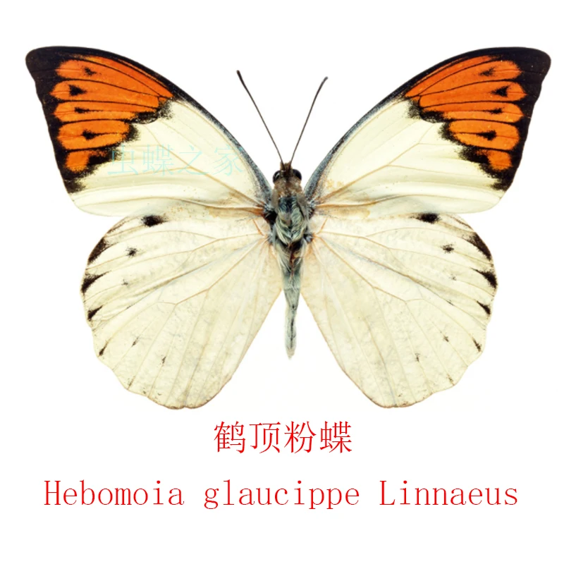 Butterfly Specimen Ornaments Real Butterfly Insect Specimens Spread Wings Student Creative Birthday Gift Transparent Box Decor 5