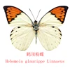 Butterfly Specimen Ornaments Real Butterfly Insect Specimens Spread Wings Student Creative Birthday Gift Transparent Box Decor 5