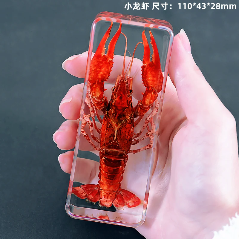 Kindergarten teaching Marine animals Real fish Resin specimen Fish tortoise Crab Amber ornaments home accessories  decor 5