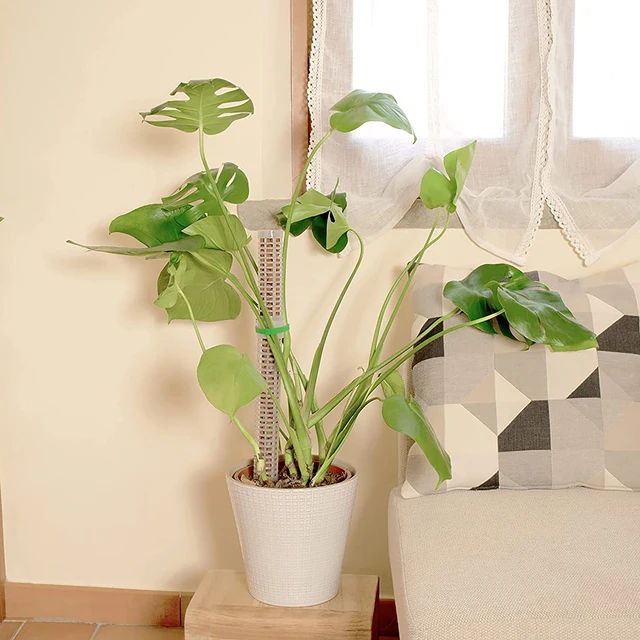 Növényi Hegymászó Oszlop Sphagnum Moha Botnövények Termelő Támogató Zöld Szőlő Mászó Pólus Víz-Retaining Műtrágya Gazdag - Image 6