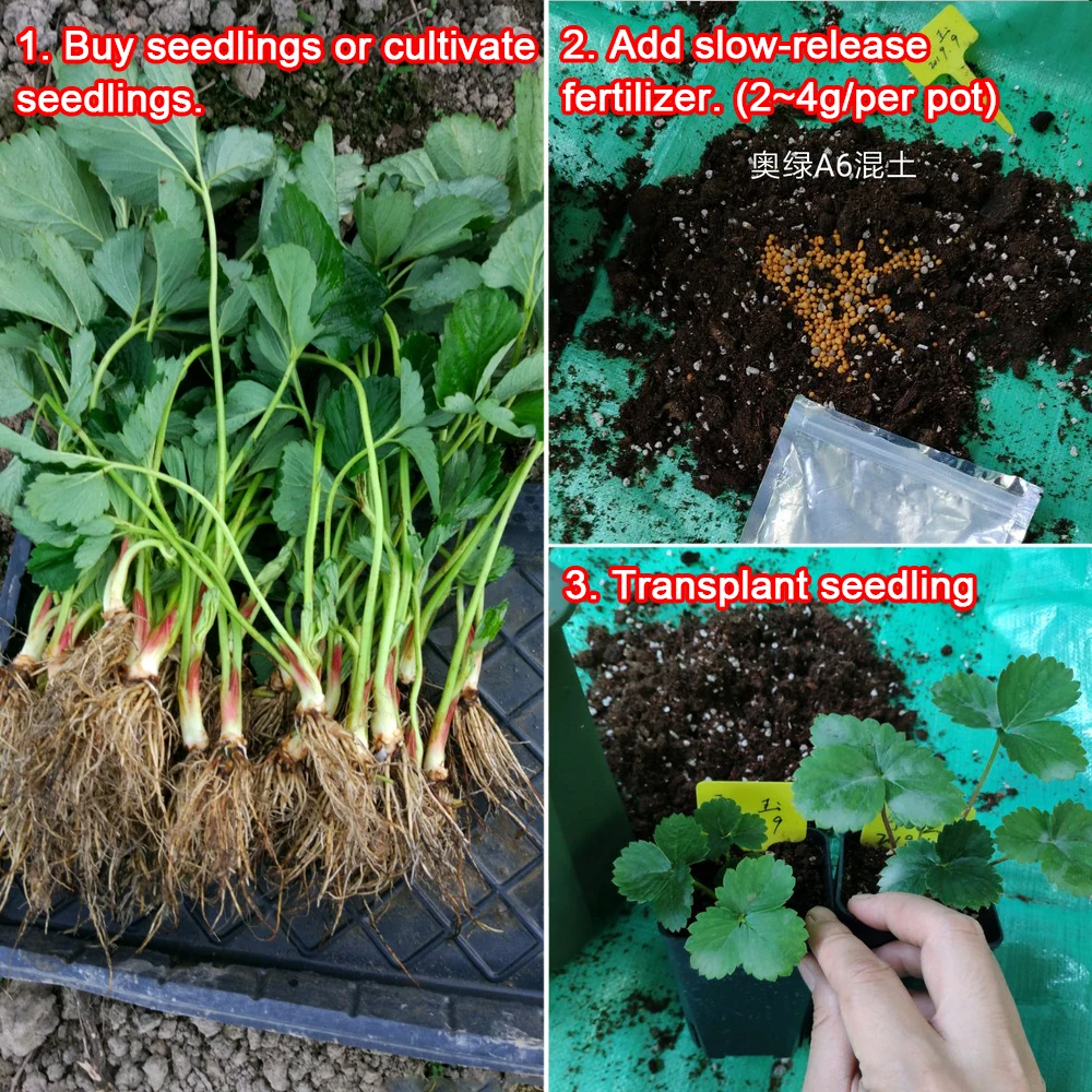 30g specjalny nawóz truskawkowy uzupełniające odżywianie roślin hydroponika rozszerzone owoce szybkie zakorzenienie dla Bonsai do domu ogrodu