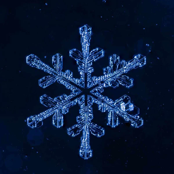 SnowForset Store