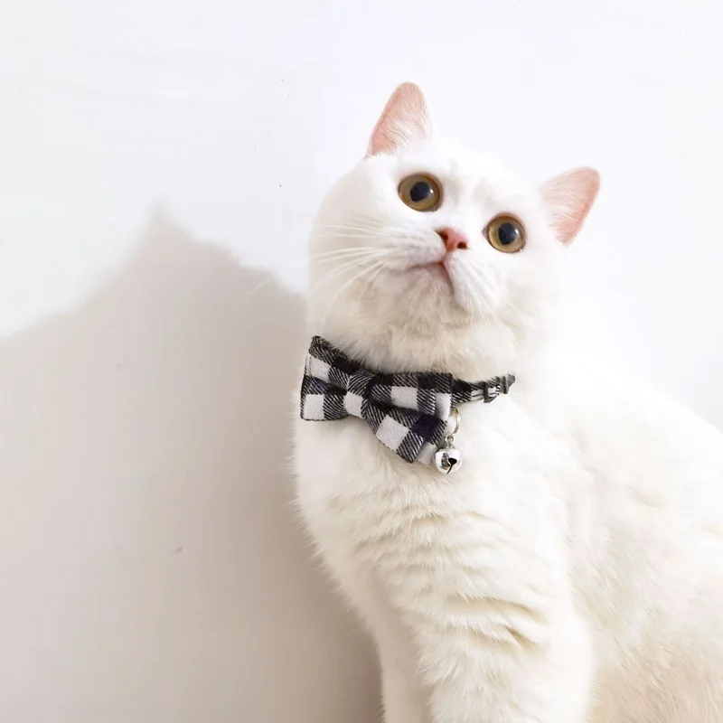 cat bow tie.jpg_.webp