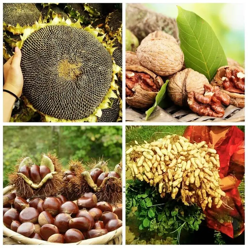 15g Boron Fertilizer Sodium Borate Single Trace element Plant Food Increase Growth Fruit Output Crop Hydroponics Farm Vegetable