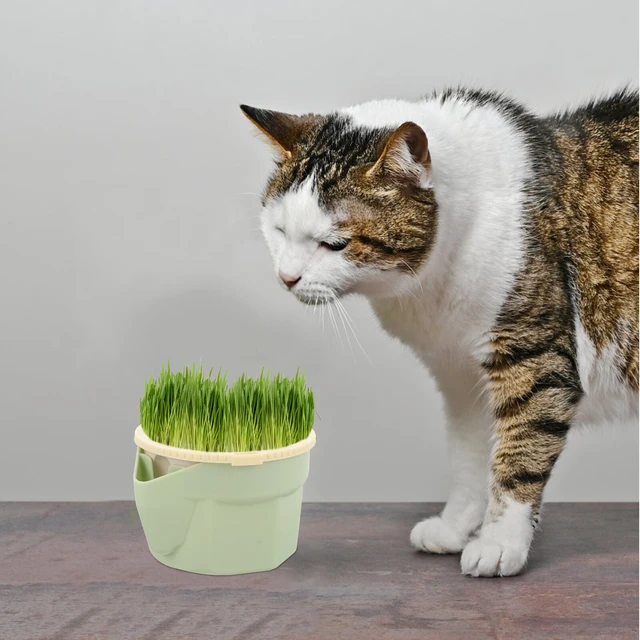 Récipient de plantation hydroponique pour chat, tasse sans sol, planteur d' herbe à chat - AliExpress