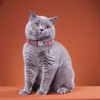 Personalized Cat Collar Adjustable Puppy Dog Collars With Safety Buckle Free Engraved ID Nameplate Bell Anti-lost Kitten Collars 5