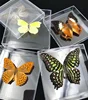 Natural Real Butterfly Display Real Butterfly Wingsstudent Creative Birthday Gift Transparent Box Gift DIY 1
