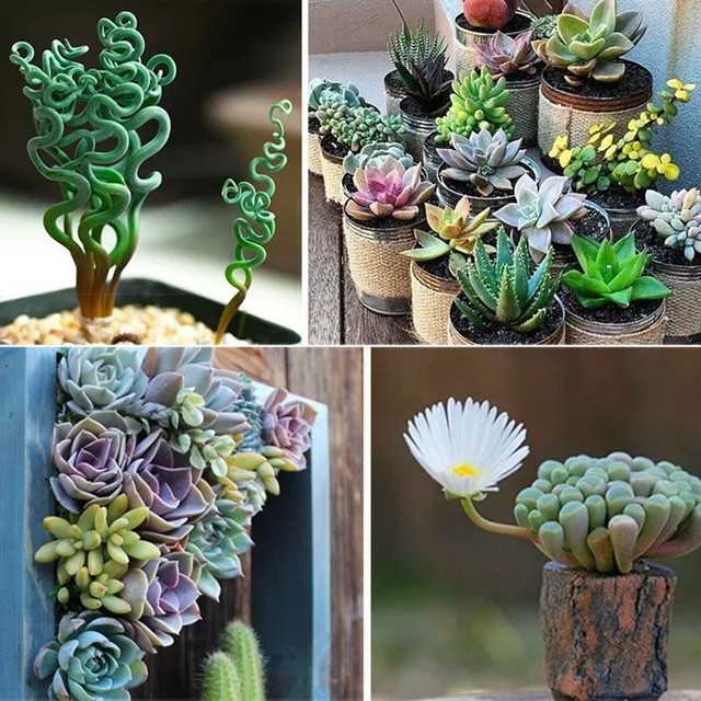 6Db -Es Pozsgás Növények Bonsai Növényi Élelmiszer -Összetett Műtrágya Gyógyhormonszabályozók Növekvő Helyreállítási Segítséget Nyújtanak A Kerti Tápanyagban - Image 5