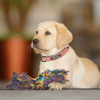 Pet Anxiety Relief