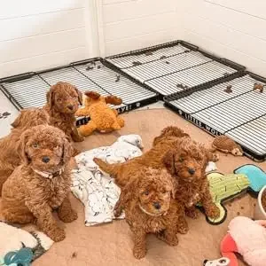 Potty Tray For Breeders