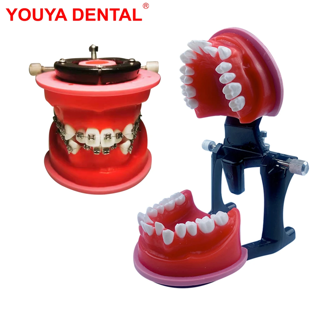 Dental Orthodontic Model Typodont Teeth Model For Dental Technician
