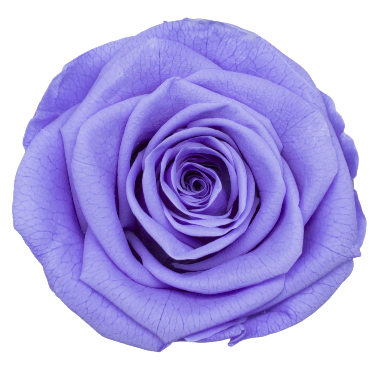 Agrade67cmPreservedfreshroseheadLonglastingflowersDecoration